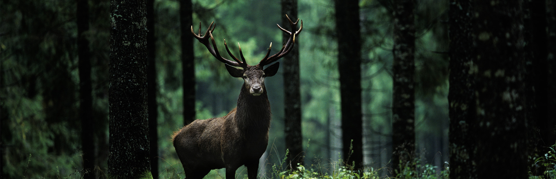hjort-jagt-wefri.jpg